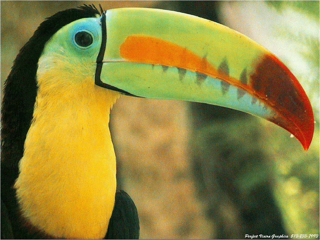 toucan.gif