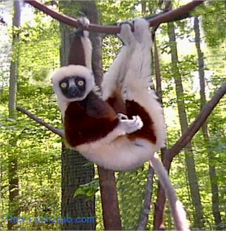 zamboomafoo.jpg